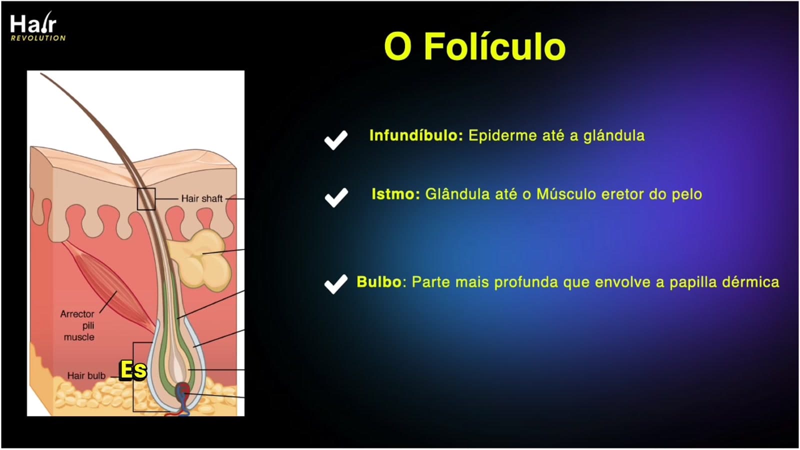 Diapositiva de la clase: diagrama del folículo piloso