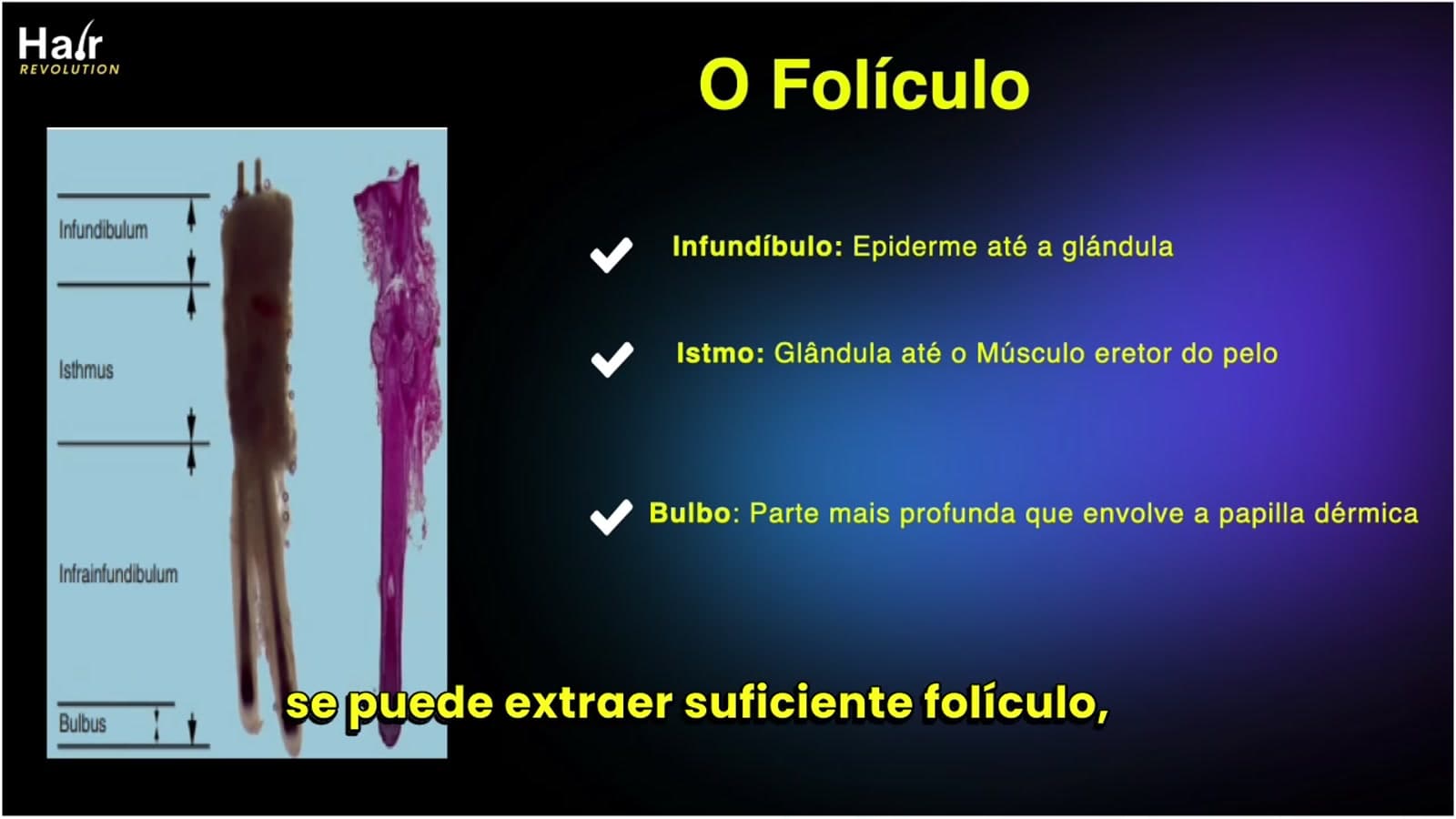 Diapositiva de la clase: corte histológico del folículo con subtítulos en español